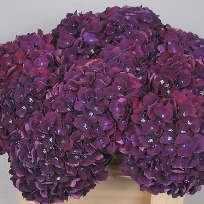 HYDRANGEA MON AMOUR PURPLE
