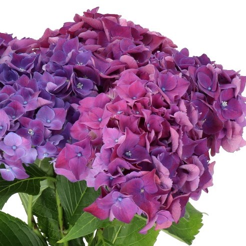 HYDRANGEA MON AMOUR PURPLE