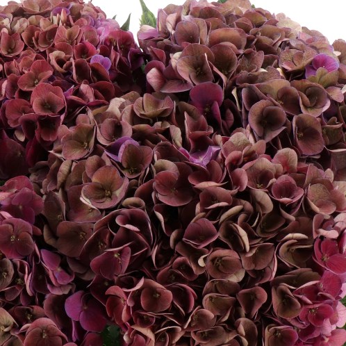 HYDRANGEA MON AMOUR PURPLE CLASSIC