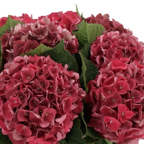 HYDRANGEA MON AMOUR RED CLASSIC