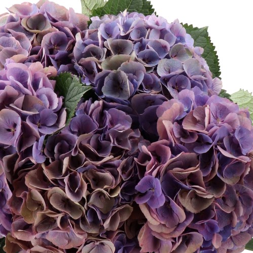 HYDRANGEA MY BEAUTIFUL CALYPSO PURPLE CLASSIC