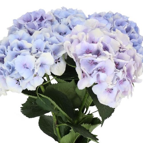 HYDRANGEA MY BEAUTIFUL CHINOOK