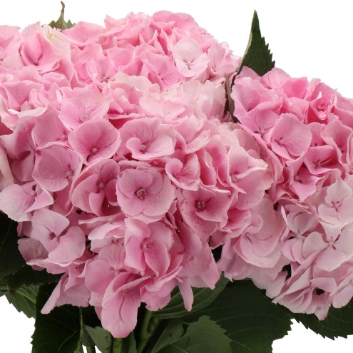 HYDRANGEA MY BEAUTIFUL HEAVEN