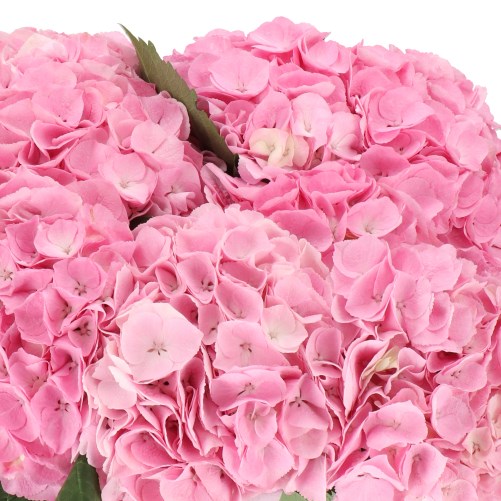 HYDRANGEA MY BEAUTIFUL HEAVEN