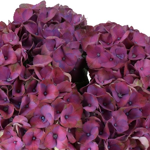 HYDRANGEA MY BEAUTIFUL INFERNO
