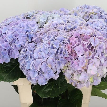 HYDRANGEA MY BEAUTIFUL MINERVA