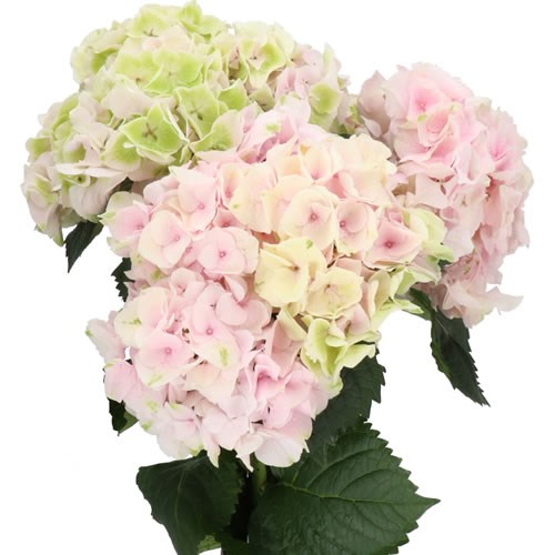 HYDRANGEA MY BEAUTIFUL PINKTOUCH CLASSIC