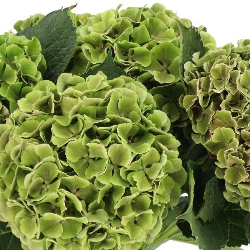 HYDRANGEA MY BEAUTIFUL RIO CLASSIC GREEN CLASSIC