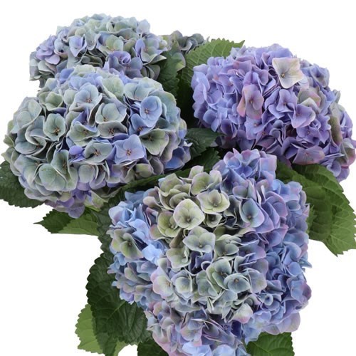 HYDRANGEA MY BEAUTIFUL RIVIERA CLASSIC