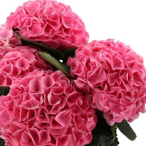HYDRANGEA MY BEAUTIFUL RIVIERA PINK
