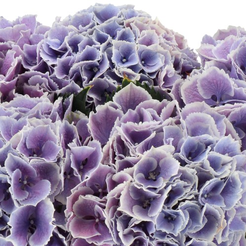 HYDRANGEA MY BEAUTIFUL ROSADA LILAC