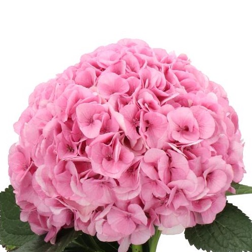 HYDRANGEA MY BEAUTIFUL VIENNA