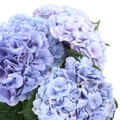 HYDRANGEA MY BEAUTIFUL VIENNA BUE