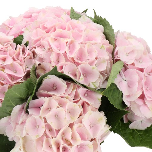 HYDRANGEA MY MATCHA