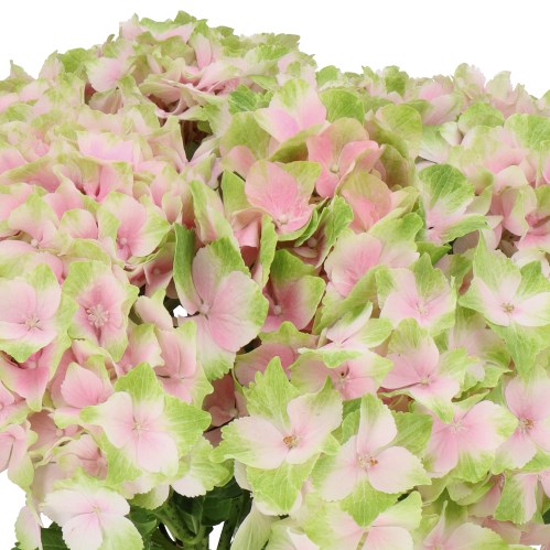 HYDRANGEA NORAH