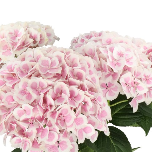 HYDRANGEA OLD DUTCH