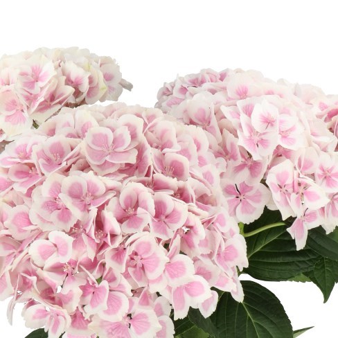 HYDRANGEA OLD DUTCH