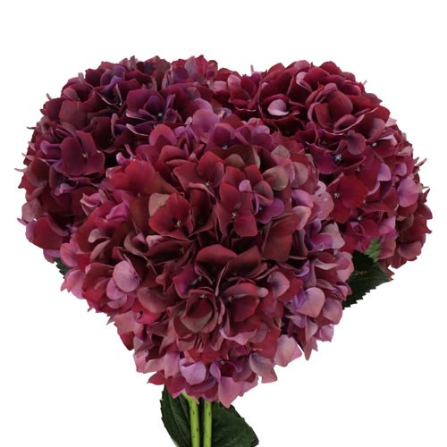 HYDRANGEA PICASSO CLASSIC 
