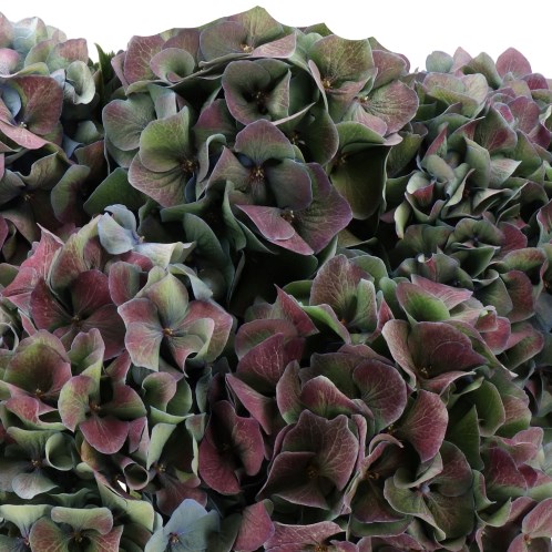 HYDRANGEA  PIMPERNEL CLASSIC