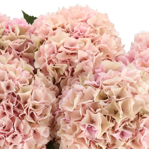 HYDRANGEA PINK FLOYD CLASSIC