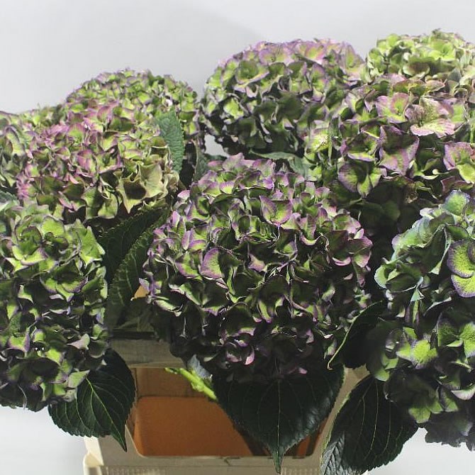 HYDRANGEA RODEO CLASSIC GREEN/PURPLE