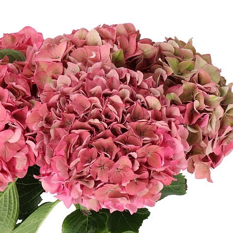 HYDRANGEA RODEO CLASSIC PINK