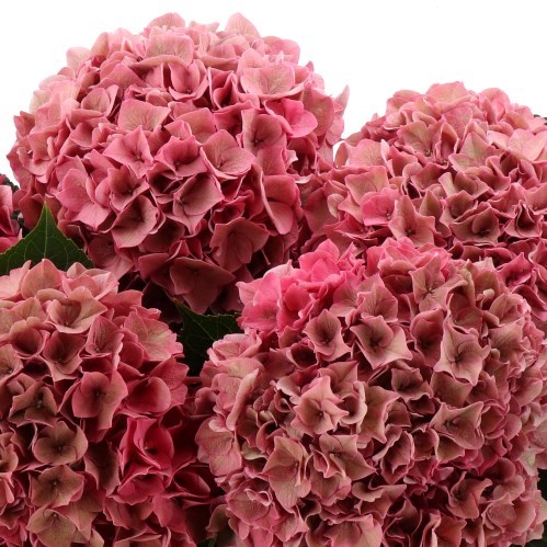 HYDRANGEA RODEO OLD PINK CLASSIC