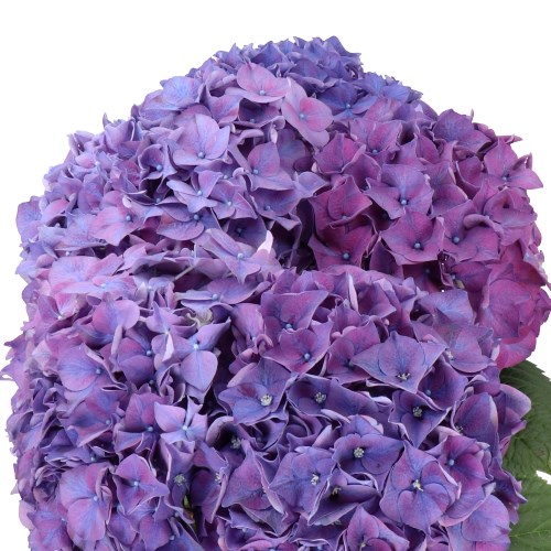 HYDRANGEA RODEO PURPLE