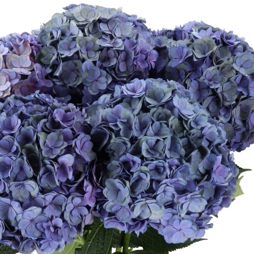 HYDRANGEA ROYAL ANASTASIA BLUE CLASSIC
