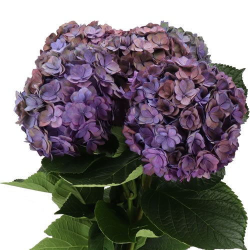 HYDRANGEA ROYAL ANASTASIA BLUE COPPER CLASSIC