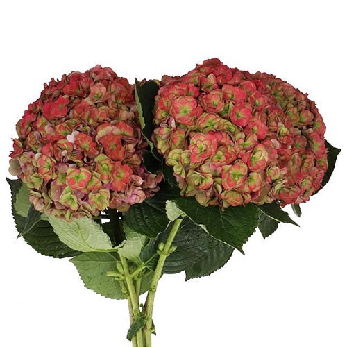 HYDRANGEA MAGICAL ROYAL ANASTASIA CLASSIC 