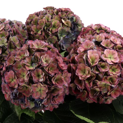 HYDRANGEA ROYAL ANASTASIA COPPER CLASSIC