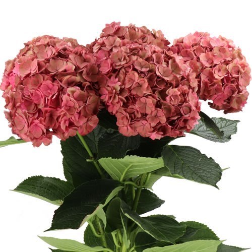 HYDRANGEA ROYAL ANASTASIA OLD PINK CLASSIC