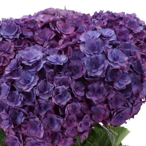 HYDRANGEA ROYAL ANASTASIA PURPLE