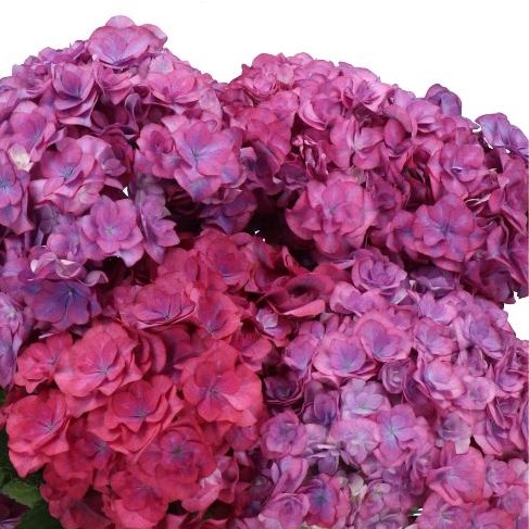 HYDRANGEA ROYAL ANASTASIA PURPLE