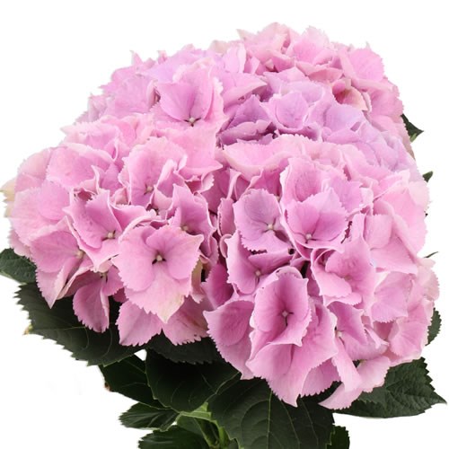HYDRANGEA ROYAL BENEFIT MILKA