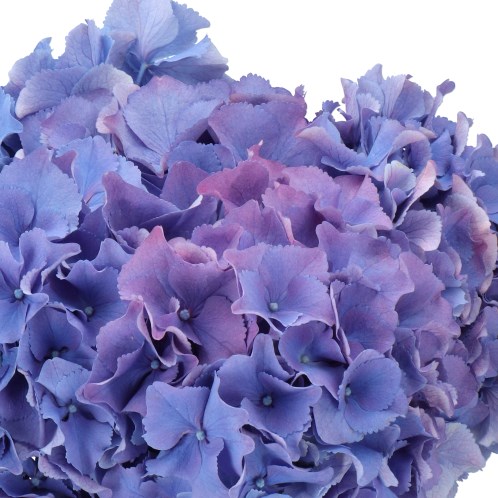 HYDRANGEA ROYAL BREEZE BLUE