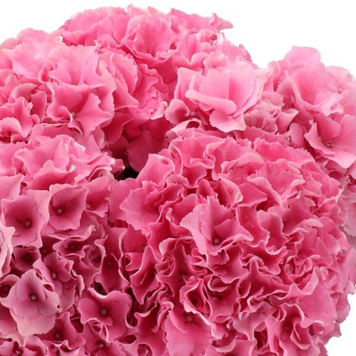 HYDRANGEA ROYAL BREEZE PINK