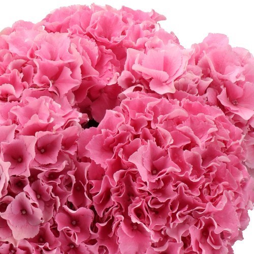 HYDRANGEA ROYAL BREEZE PINK