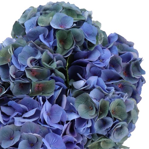 HYDRANGEA ROYAL CROWN CLASSIC 