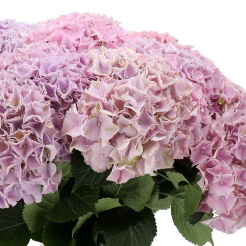 HYDRANGEA ROYAL DELIGHT