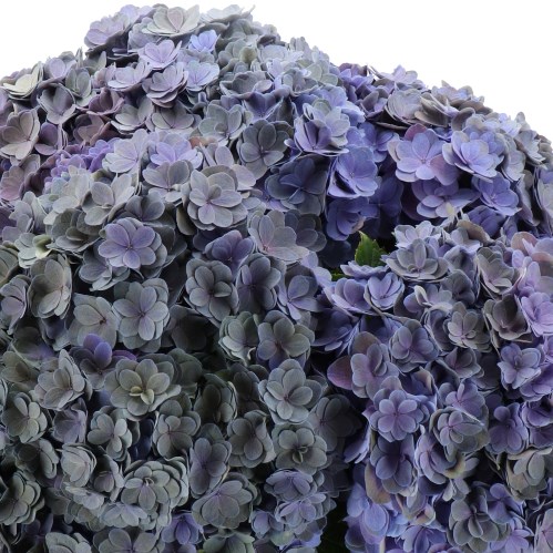 HYDRANGEA ROYAL EMPIRE PURPLE CLASSIC