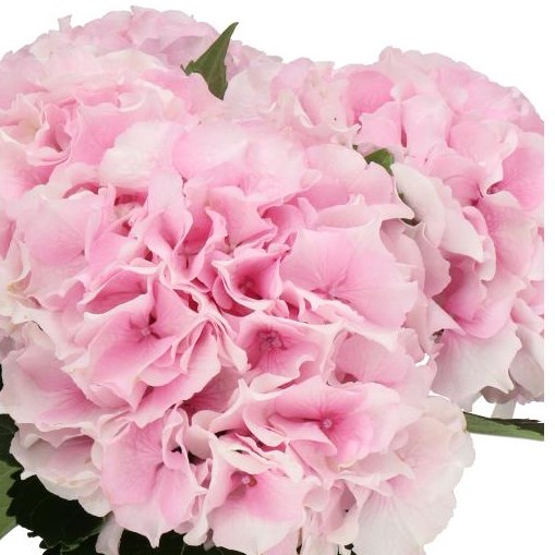 HYDRANGEA ROYAL GRANDEUR