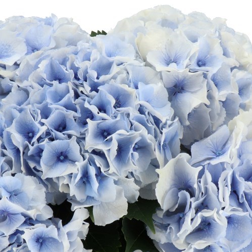 HYDRANGEA ROYAL GRANDEUR BLUE