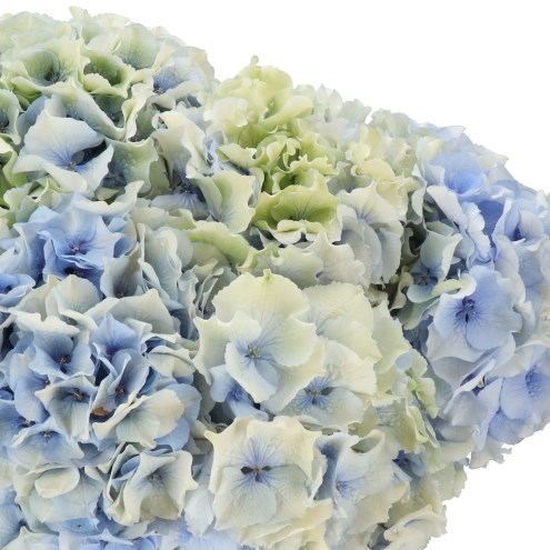 HYDRANGEA ROYAL GRANDEUR BLUE CLASSIC