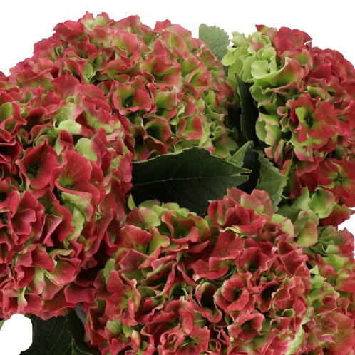 HYDRANGEA ROYAL GRANDEUR CLASSIC
