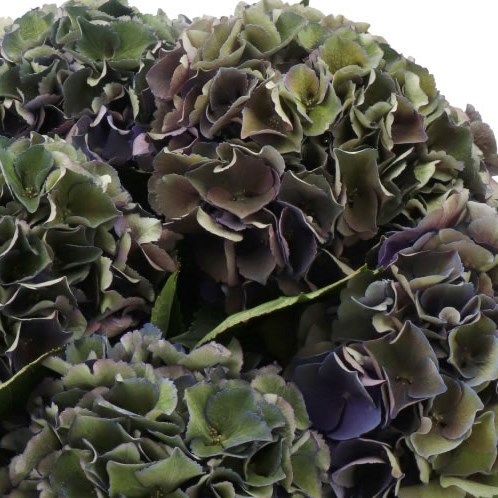 HYDRANGEA ROYAL KING GREEN/PURPLE CLASSIC