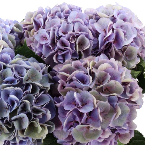 HYDRANGEA ROYAL LOVE LAVENDER/CREAM CLASSIC