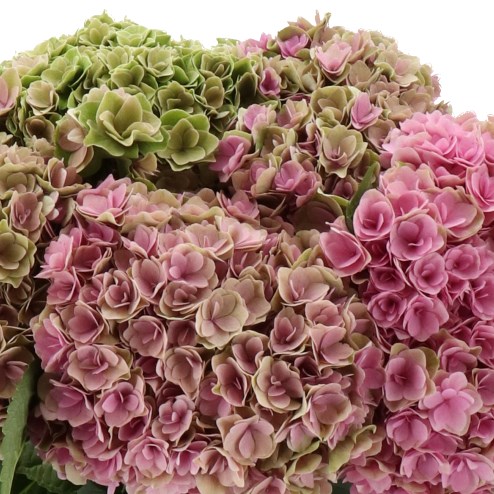 HYDRANGEA ROYAL MAJESTY GREEN/PINK CLASSIC 