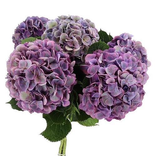 HYDRANGEA ROYAL OPERA CLASSIC